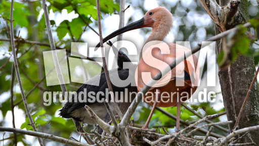 Roter Sichler (3).jpg